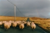 Sheep on Dingle Peninsula